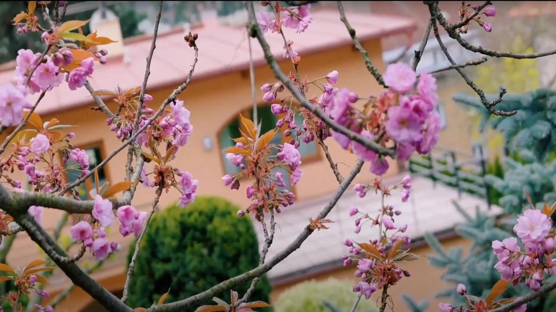 Branik - Wellness, Fitness, Garden Villa *